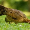 Kur bankivsky - Gallus gallus - Red Junglefowl 3029